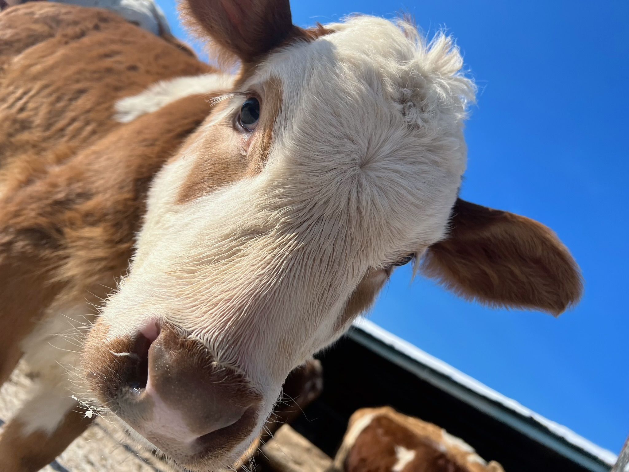 美女模特Azhua19970(阿朱啊) -   红肚兜（24P）