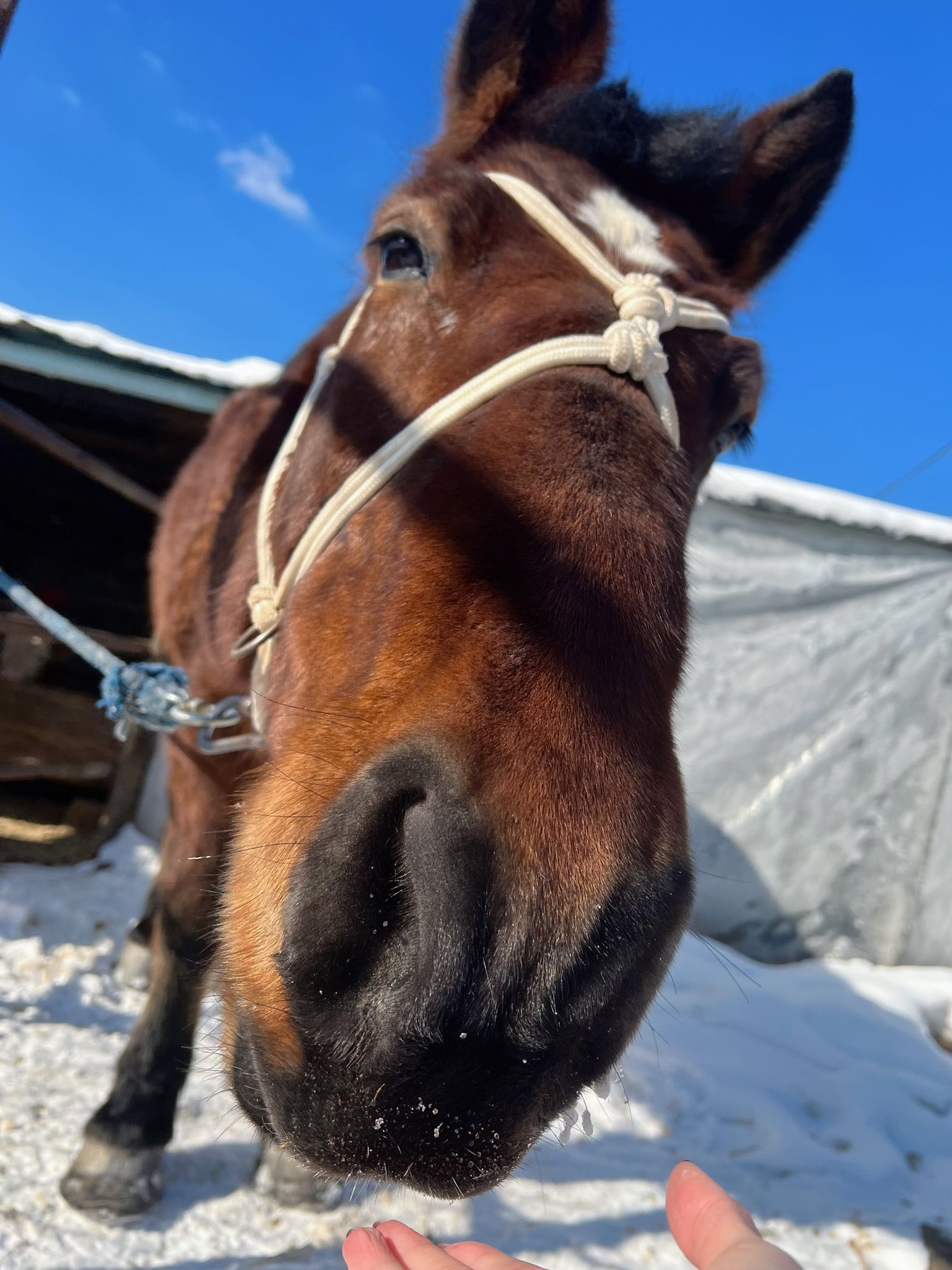 美女模特Azhua19970(阿朱啊) -   红肚兜（24P）