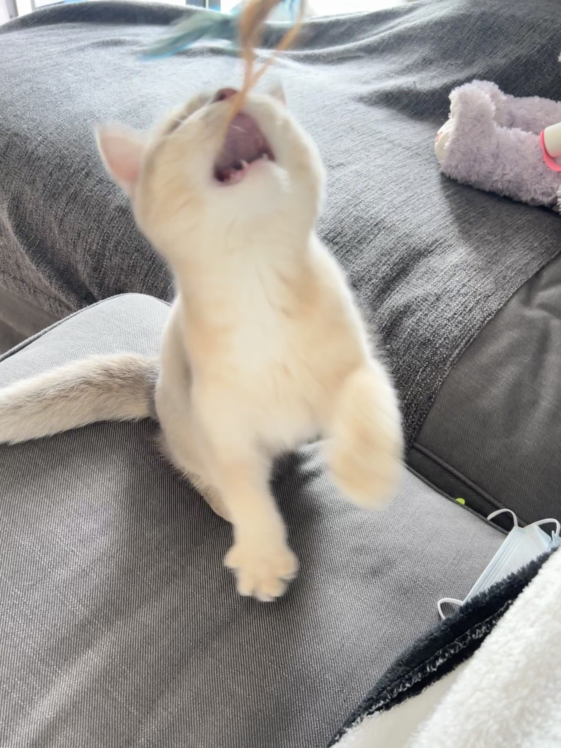 萌妹子眼酱大魔王w 2022年09月fantia会员合集（37P）