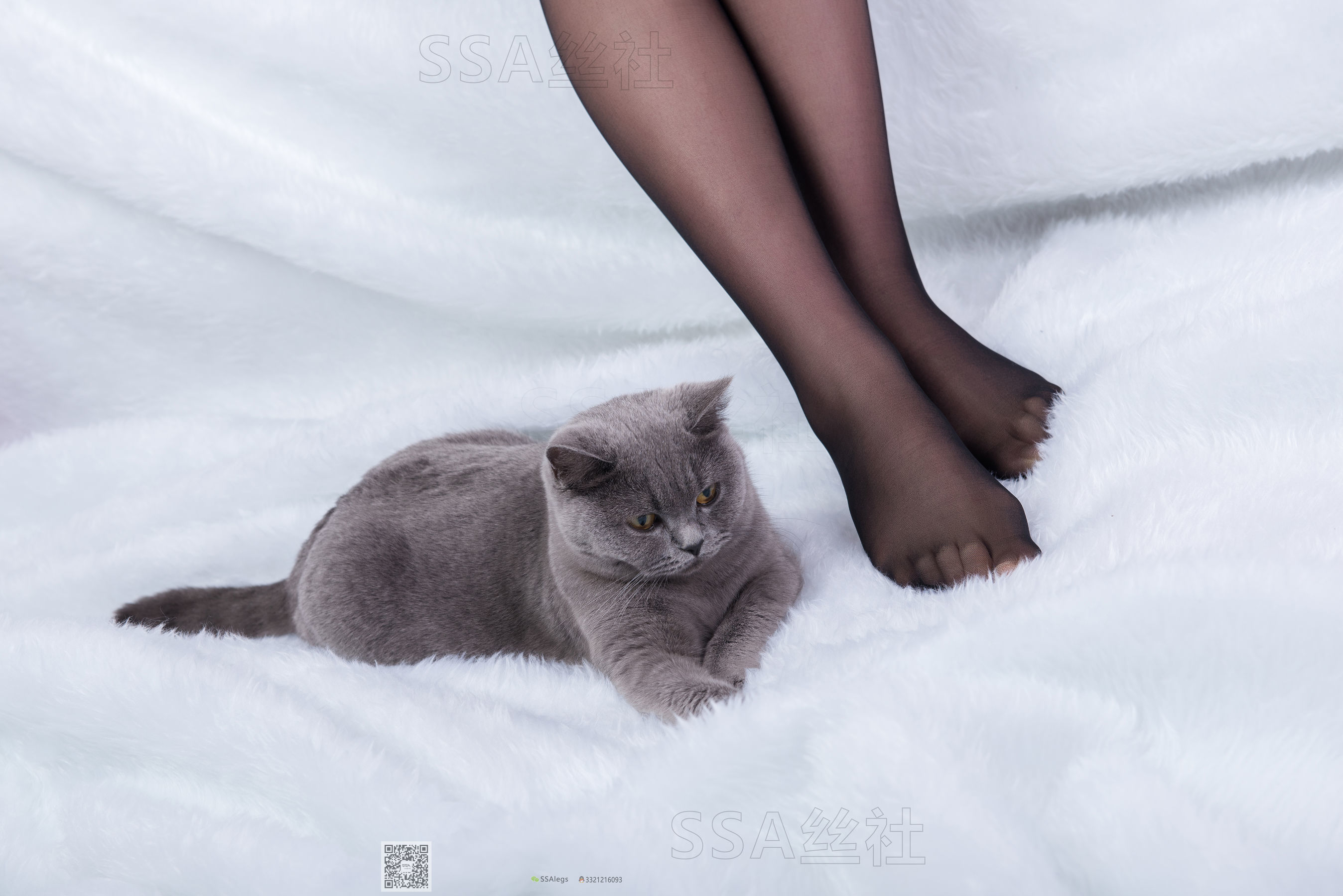 [SSA丝社]超清写真 No.069 云云 旗袍（126P）-写真套图网